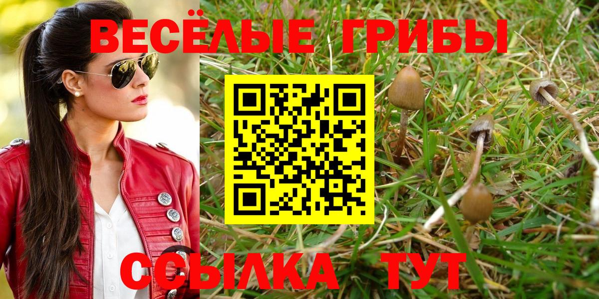Псилоцибиновые грибы Cubensis Братск